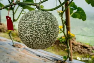 《露地香瓜种植技术解析：如何种出甜美果实？》