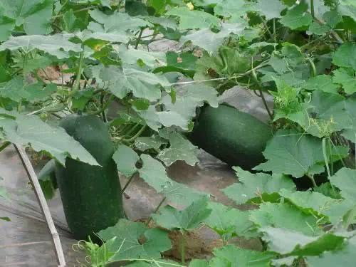 冬瓜种植与管理：揭秘高效益的秘密武器
