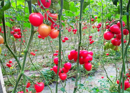 致富经种植技术揭秘：如何用现代科技打造高效农业？