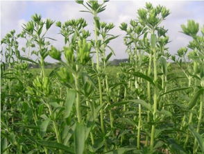 《甜叶菊种植新篇章：揭秘高效种植技术，引领健康产业潮流》