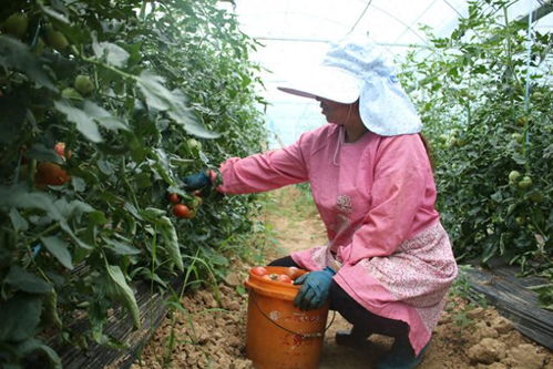 番茄种植技术全攻略：从播种到收获，揭秘高效番茄种植秘诀
