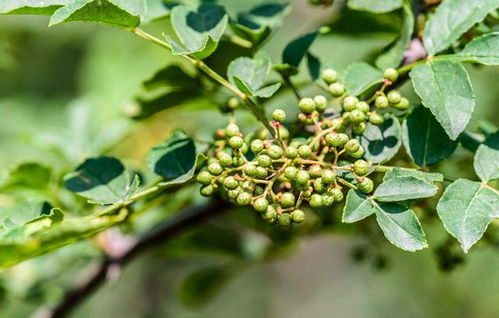 《花椒种植与管理：揭秘高效益的秘诀》