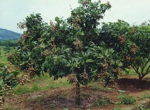 龙眼树种植新篇章：揭秘高效种植技术，打造丰收果园