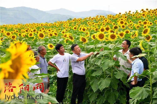 油葵种植技术解析：如何实现高产量与高品质的双赢？