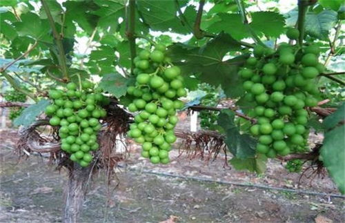 《夏黑葡萄种植管理全攻略：揭秘高品质葡萄的秘密》