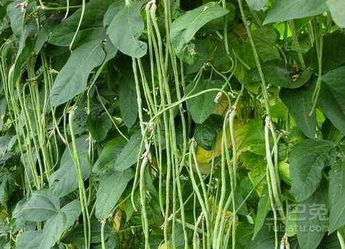 《豆角种植技术全解析：如何提高产量与品质？》