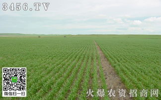 《冬小麦种植技术解析：揭秘高产量背后的奥秘》