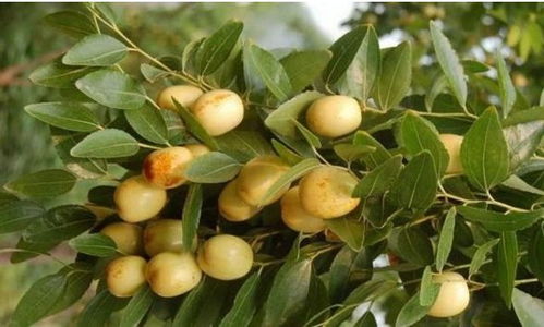 《大枣种植新篇章：揭秘高效种植技术，丰收不再是梦！》