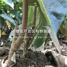 嘉宝果树种植新篇章：揭秘高效栽培技术，助力果农增收