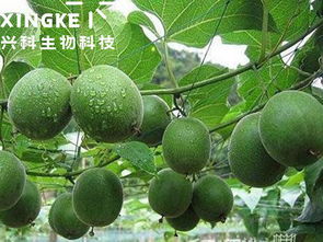罗汉果种植技术解析：揭秘高效益的秘密武器