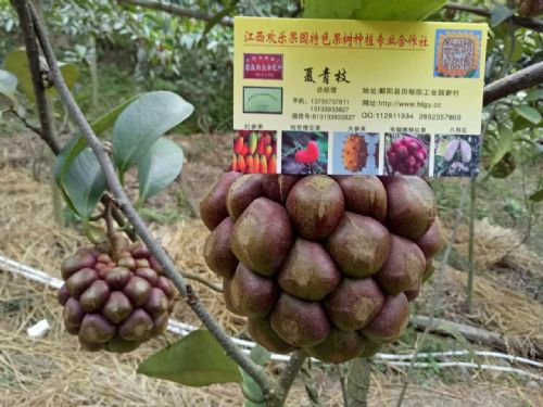 揭秘布福娜种植：如何培育出高品质的“山葡萄皇后”