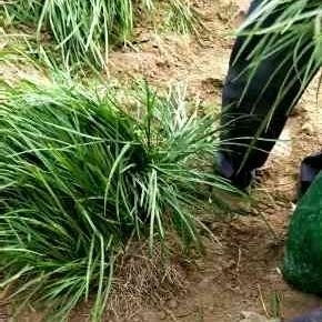 麦冬种植技术解析：揭秘高效益的“黄金根”