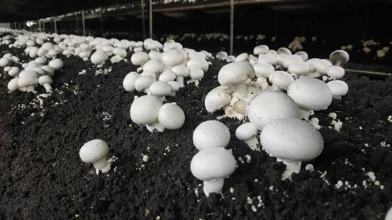 双孢菇种植：揭秘高效益的现代农业技术
