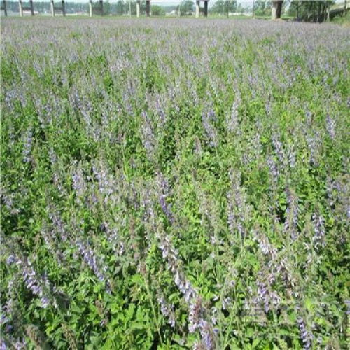 白芍种植：揭秘亩收益，掌握高效种植技术