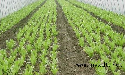 《冬季大棚芹菜种植攻略：如何确保丰收与品质？》