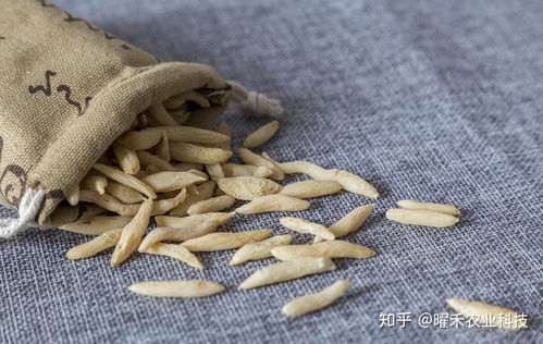 黄精种植：揭秘亩产利润的秘密，如何实现高效益？
