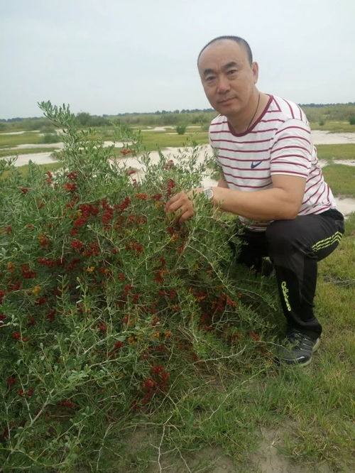 北方中药材种植技术革新：探寻绿色高效之路