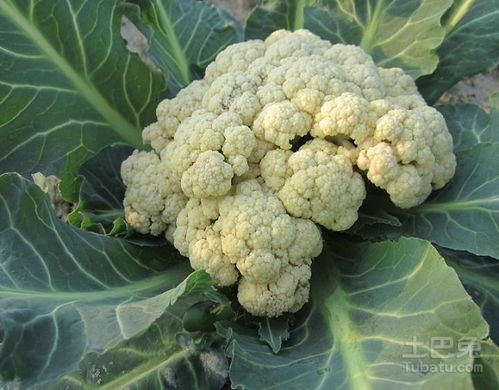 《揭秘花菜种植秘籍：如何实现高产高效？》