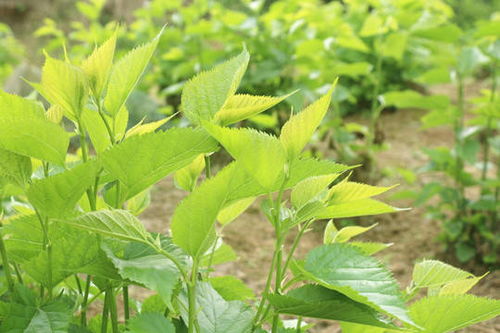 桑树种植新篇章：揭秘高效生态种植技术