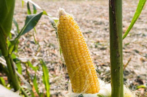 《南方甜玉米种植技术攻略：如何提升产量与品质？》