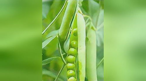 豌豆种植新篇章：揭秘高效管理与技术创新
