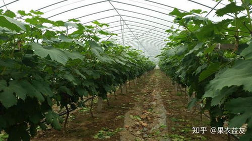 大棚葡萄种植技术大全：揭秘高效益的秘密武器