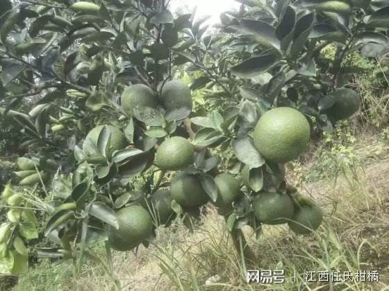 《柚子种植：揭秘高效益的秘密武器——技术与管理的艺术》