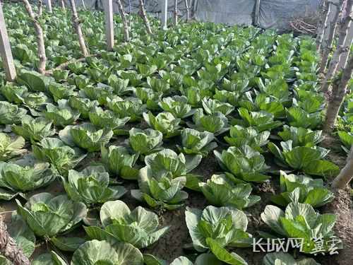 大棚甘蓝种植技术揭秘：如何实现高产高效？