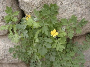 黄连种植新篇章：揭秘高效种植技术与产量提升之道
