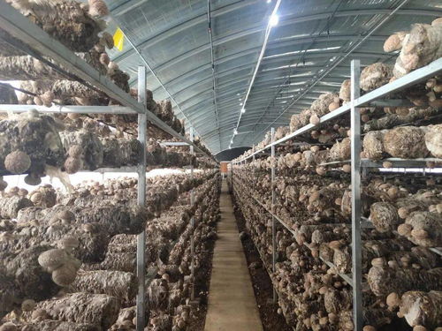 《大棚香菇种植：揭秘高效益背后的技术奥秘》