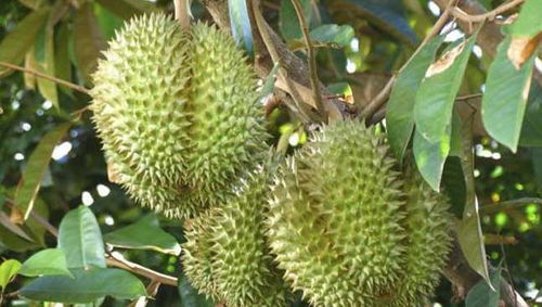 揭秘榴莲种植奥秘：如何培育出美味与经济效益双赢的果实？
