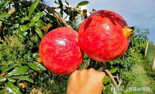 软子石榴种植技术解析：如何打造优质果品？（软子石榴、种植技巧、市场前景、果实品质、病虫害防治）