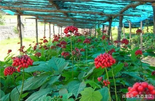 《西洋参种植技术揭秘：如何培育出高品质的“养生之宝”》