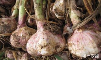 大蒜高产种植技术新突破：揭秘高效益的秘密武器！
