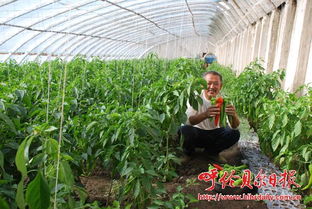 反季节蔬菜种植技术揭秘：如何在寒冷冬季品尝新鲜