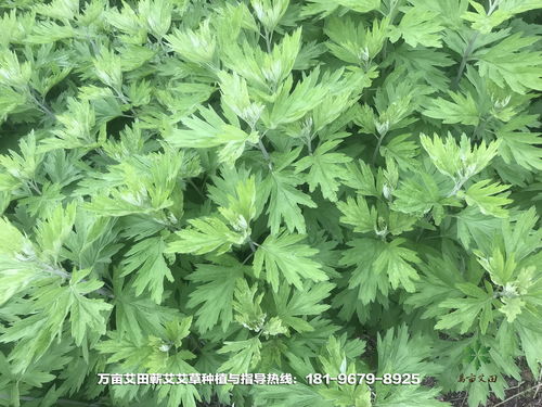 《艾叶种植：古老植物的现代栽培秘籍，揭秘高效种植之道》
