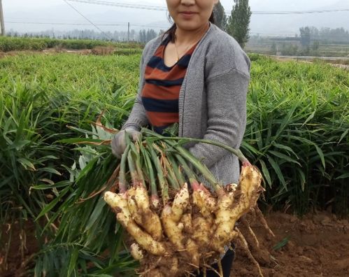 《生姜种植与管理：揭秘高效益的秘密武器》