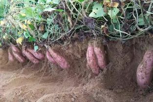 地瓜种植新篇章：揭秘高效栽培技术，让田园风光再添一抹红