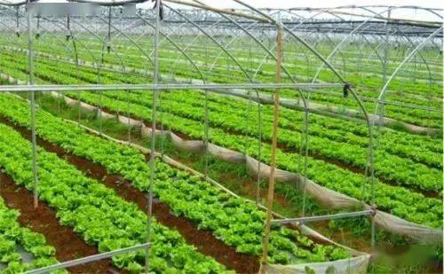 《露天娃娃菜种植：揭秘高效栽培秘籍，打造绿色蔬菜新风尚》