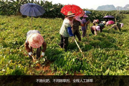 淮山种植：揭秘高效益的栽培之道