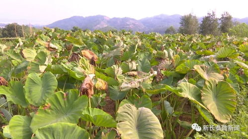 香芋种植：揭秘绿色农业的“土中宝藏”