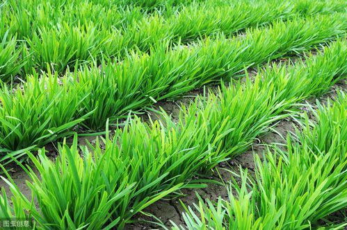 韭菜种植攻略：从土壤准备到丰收秘诀