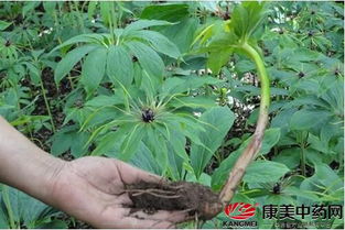 虫楼种植技术揭秘：绿色环保的未来农业新趋势