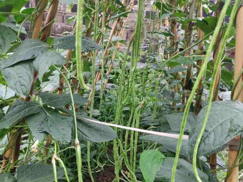 《揭秘长豆角高效种植技术：如何实现高产与增收？》
