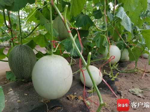 甜瓜种植技术揭秘：如何打造高产优质甜瓜？