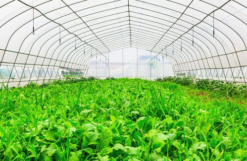 《大棚蔬菜种植新篇章：揭秘高效益的秘密武器》
