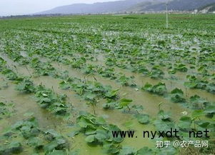南斯拉夫莲藕种植技术揭秘：揭秘莲藕王国的高产秘诀