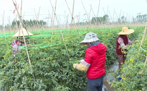 圣女果种植，揭秘高效管理之道