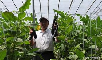 揭秘茄子种植：从田间到餐桌的绿色之旅