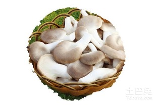 秀珍菇种植技术揭秘：如何实现高效益与可持续？